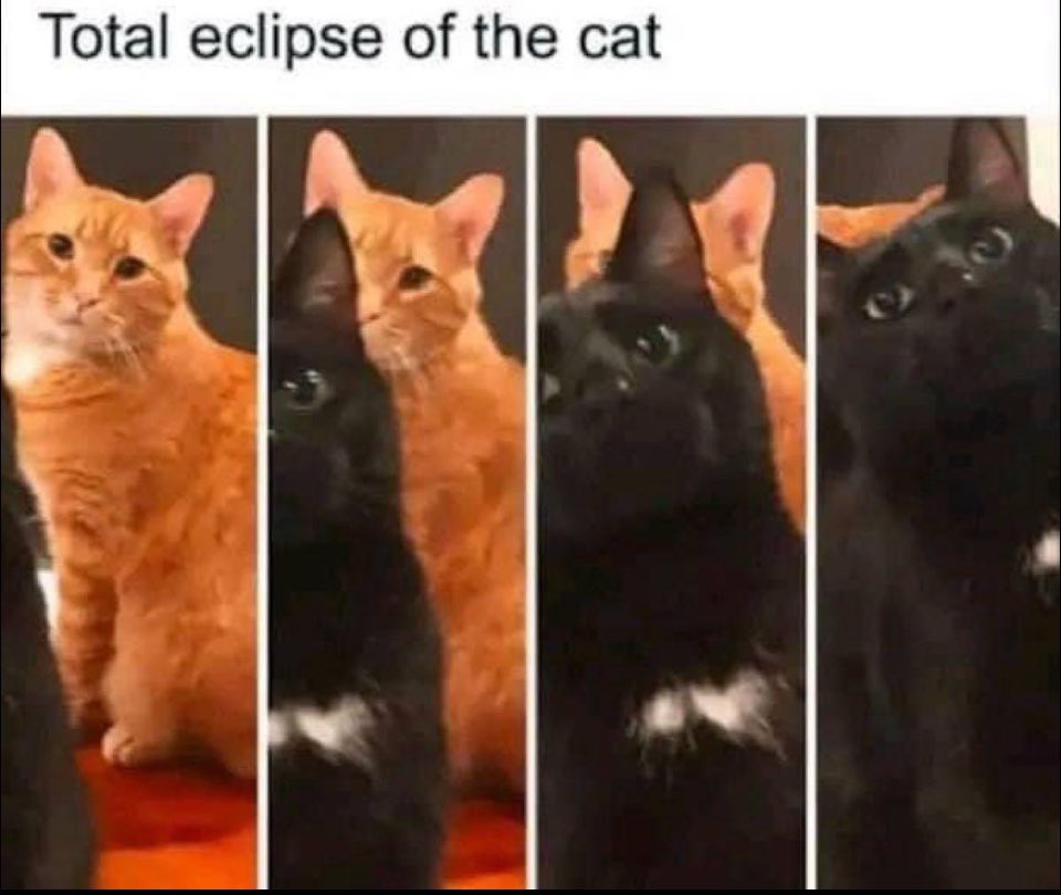 NicolaJSwinney's tweet image. Love this. #eclipse2024 #TotalSolarEclipse #eclipse #Caturday