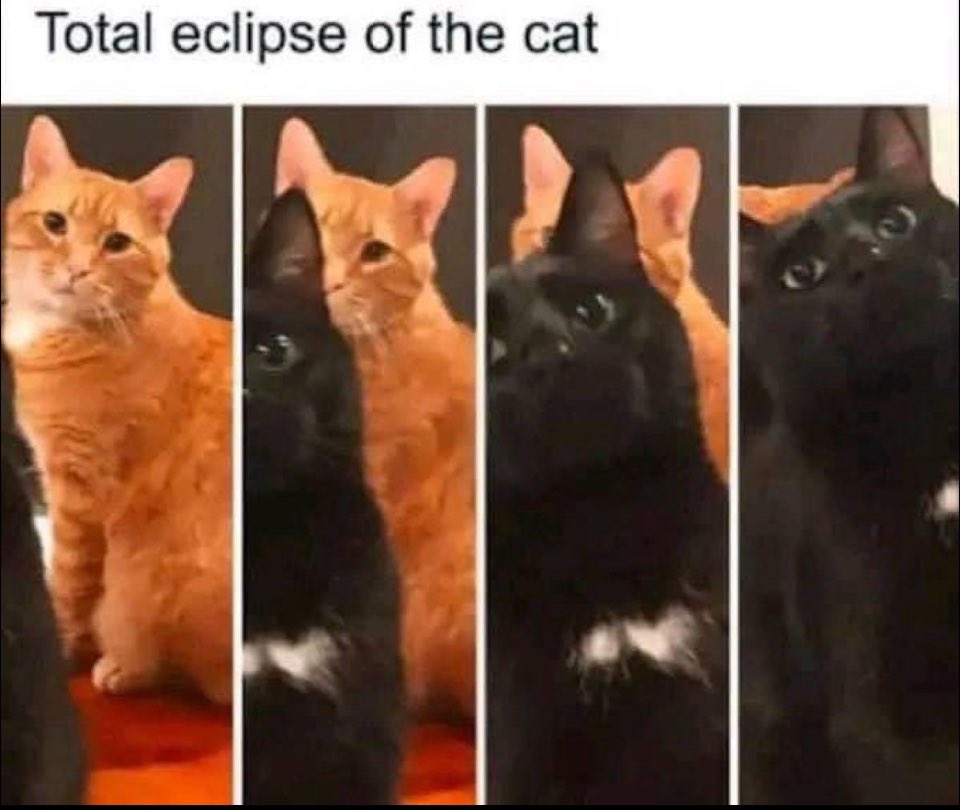 Love this. #eclipse2024 #TotalSolarEclipse #eclipse #Caturday