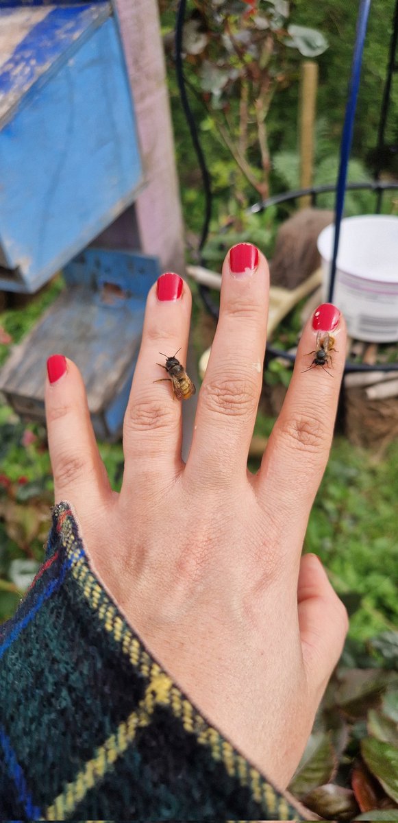 My mason bees are emerging! 🐝🥳 And yes, that is a bee poop all over my hands 💩🐝💩😂