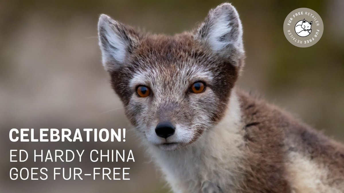 🇨🇳🦊Major breakthrough for fur-free fashion in China! Luxury fashion brand Ed Hardy China bans animal fur and joins our #furfreeretailer program. The move will cover over 80 stores in 44 cities in China, the world's largest fur market. #EdHardyChina #FurFree