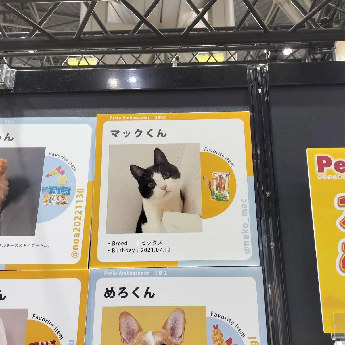 neko_mac_'s tweet photo. ペティオアンバサダー2期生😽
マックのパネルを飾ってくれてありがとうございます!

#インターペット #猫
#猫のいる暮らし #cat https://t.co/FdthGqEC3j