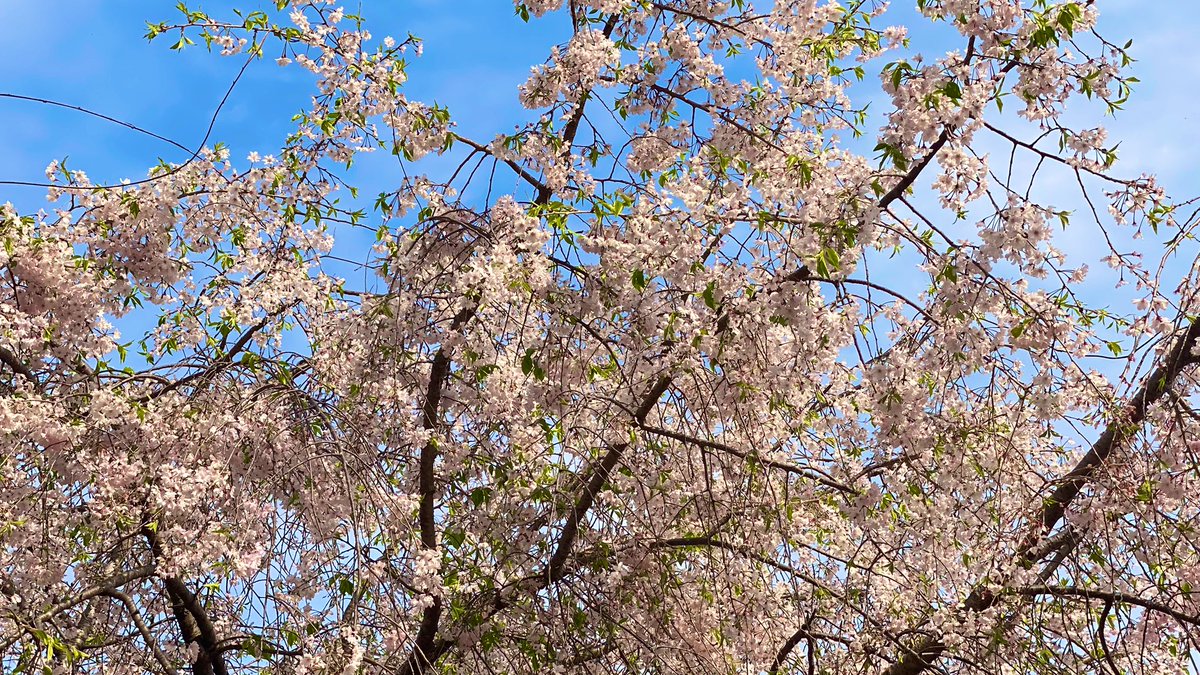 「名古屋の残り桜を追いかけて。 」|みやたみほ｜グラフィックデザイナー｜キャラクターデザイナー｜キビグラフィカ｜のイラスト