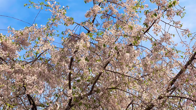 「桜 空」のTwitter画像/イラスト(新着)｜4ページ目