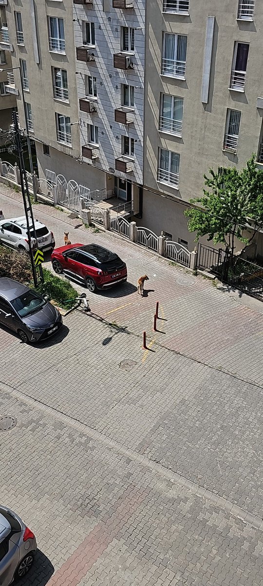 OzbanBengu's tweet photo. Sevgili Ataşehir Belediyesi Aşıkveysel Örrneklik Sk bu iki köpek nedeniyle ne çöp atmaya çıkabiliyoruz nede elimize poşetle eve dönebiliyoruz  nede kendi köpeğimiz dışarı çıkarabiliyoruz. Lütfen ilgilenebilir misiniz? @atasehirbld https://t.co/2ivU3l2unH