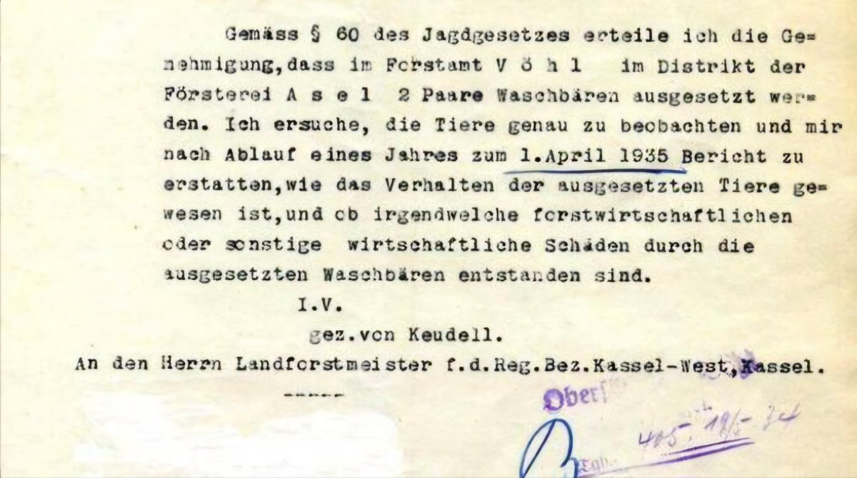 Vor 90 Jahren kamen die ersten #Waschbären nach Deutschland. Sie wurden am #Edersee in @Nordhessen ausgewildert. Damals wollte der zust. Forstamtsleiter 'unsere Fauna bereichern'. Heute hat sie die #EU als invasive Art eingestuft, die heimische Arten u. Lebensräume gefährdet. 🤔