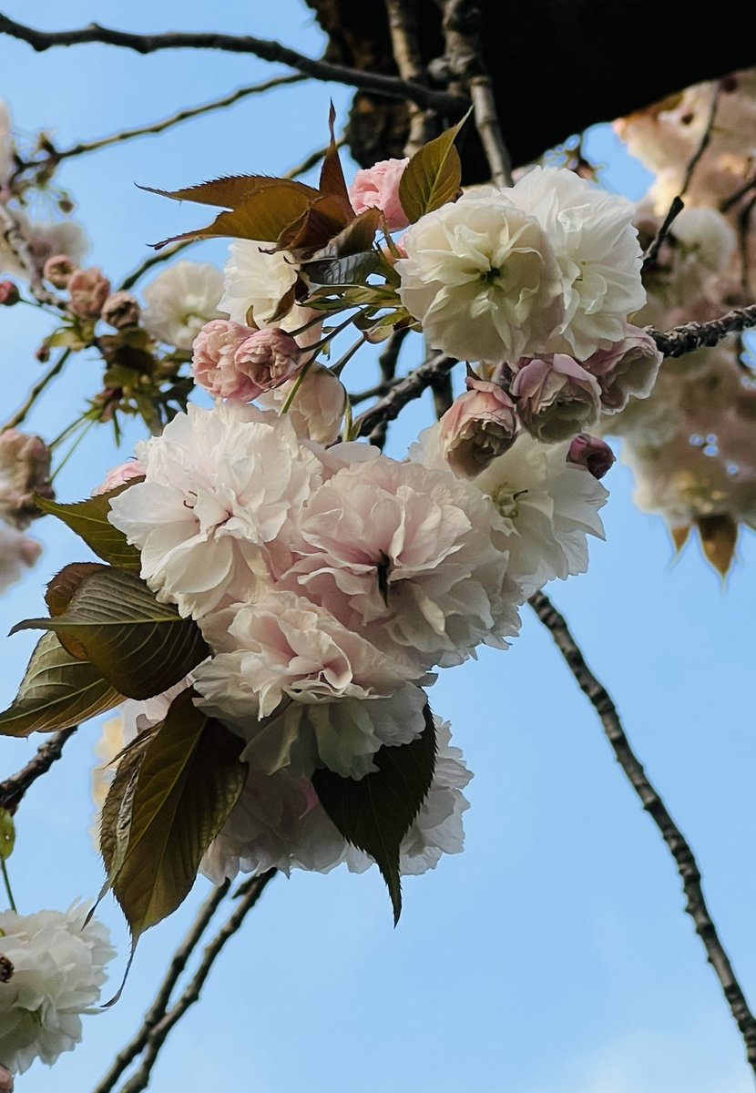 小平市花小金井一丁目「花小金井ふれあい第１公園」で満開の八重桜を見つけました 2024.4.13（土）撮影