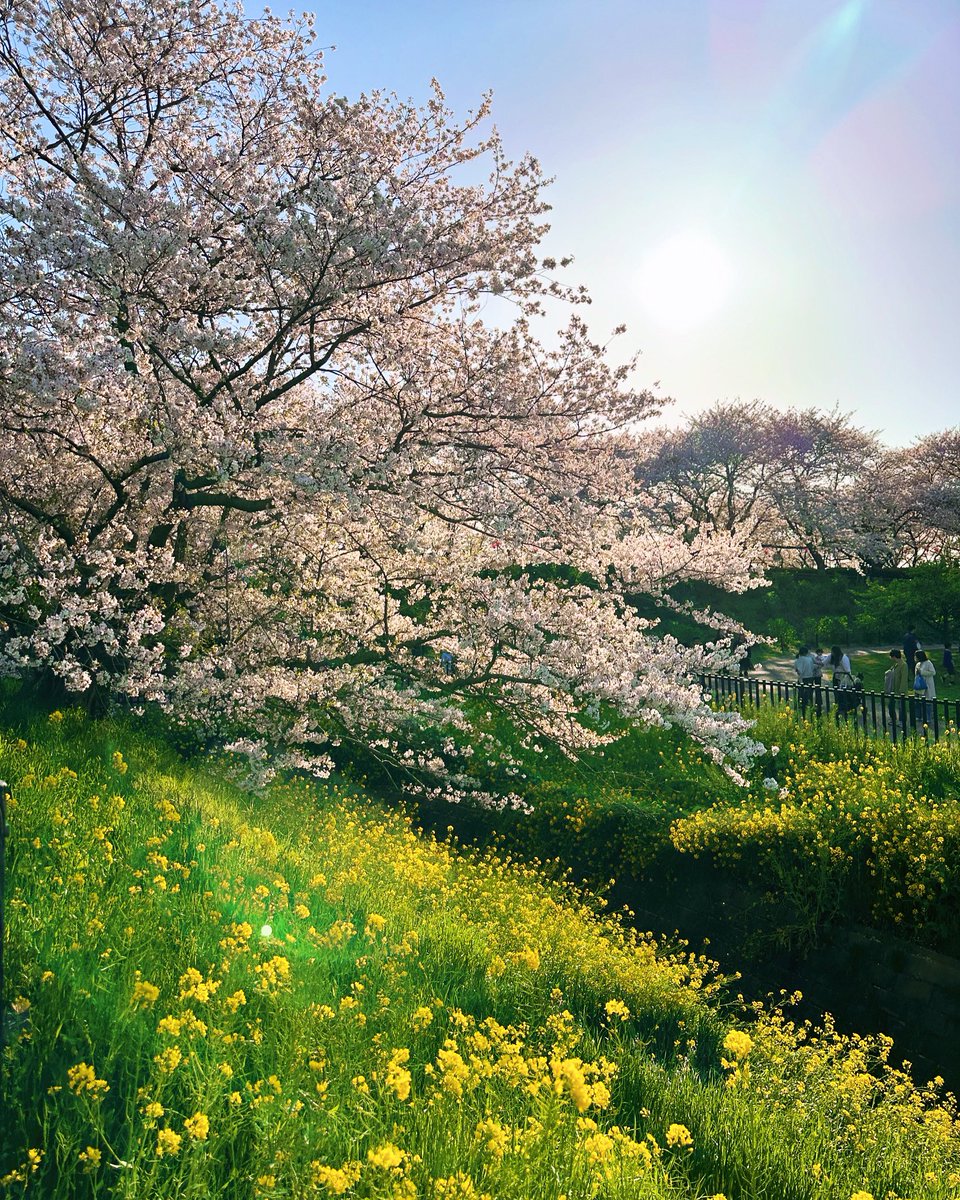 先日お仕事早く終わった日に駆け込みで訪れた権現堂堤。桜と菜の花に青空。気持ちよかったな〜🌸