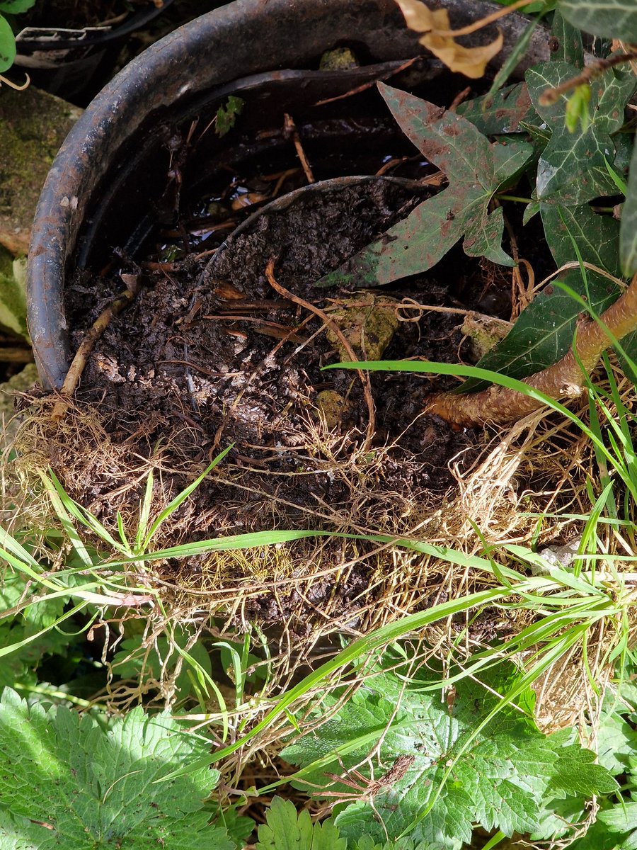 The value of garden untidiness! This most un-chic pot, (with a hazel tree) is being raided by a beautiful female blackbird, first scooping out mud to bind her nest, then dead grass to line it. She also takes soft green moss from edging stones.. Do you have visiting nest-builders?