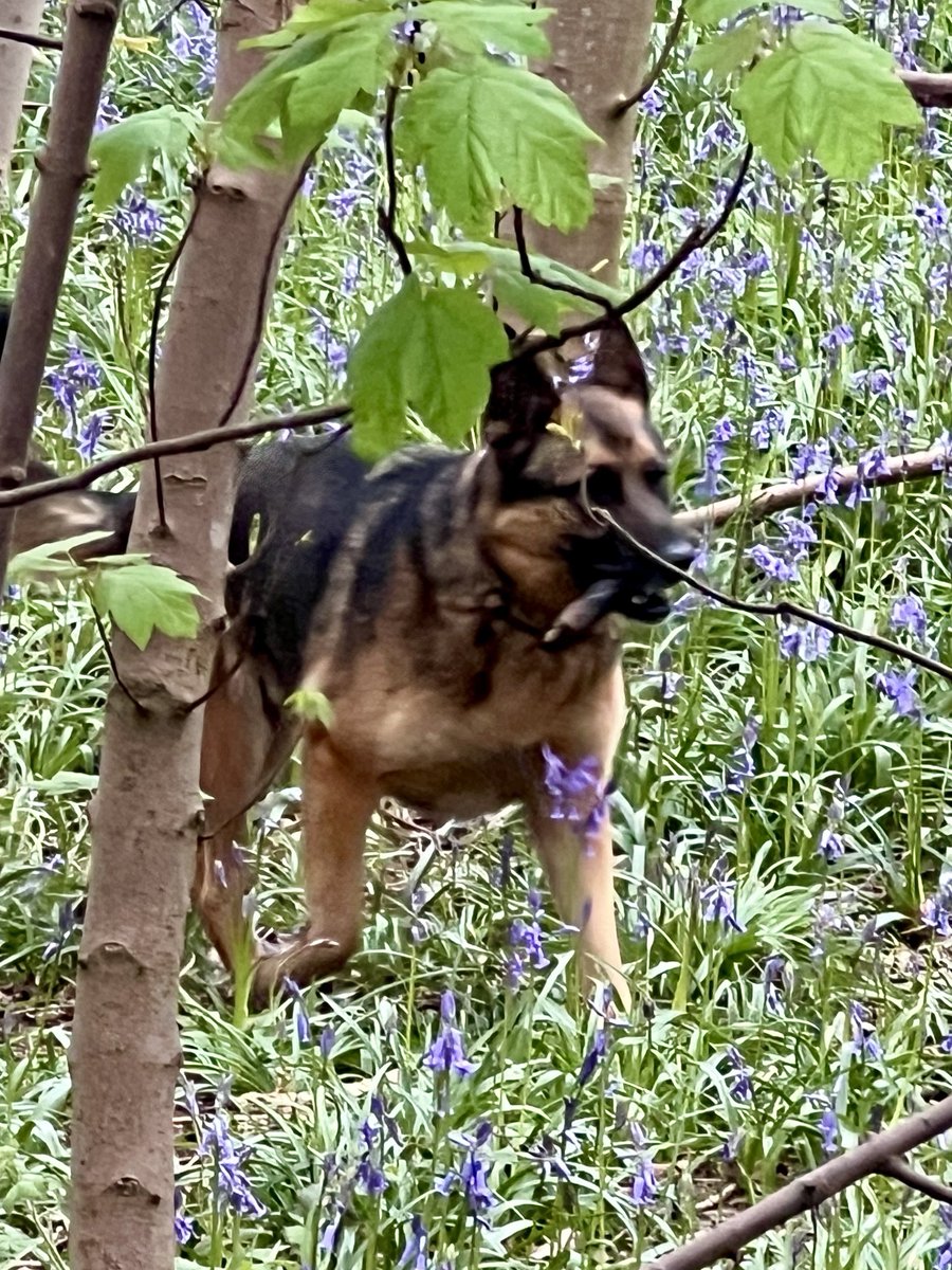 Yogi’s ponderings - one of the most frequent associations of bluebells is that of humility. The drooping posture of the flowers is often interpreted as a symbol of humility and gratitude. Human is grateful for the coffee shop half way round our walk.