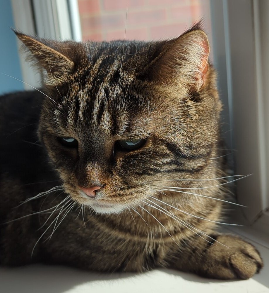 Who else has found a sun puddle this #Caturday?