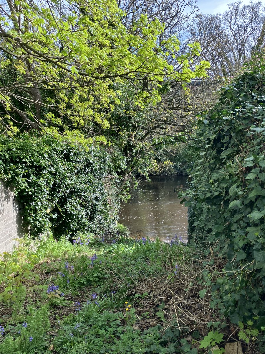 spring has come to the back garden