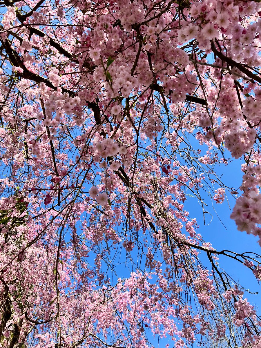 福井県坂井市
まだ蕾もあり、ちょうど見頃でした🌸
しだれ桜は下に立つと花が全部こっちを向いてくれるのが好きです☺️