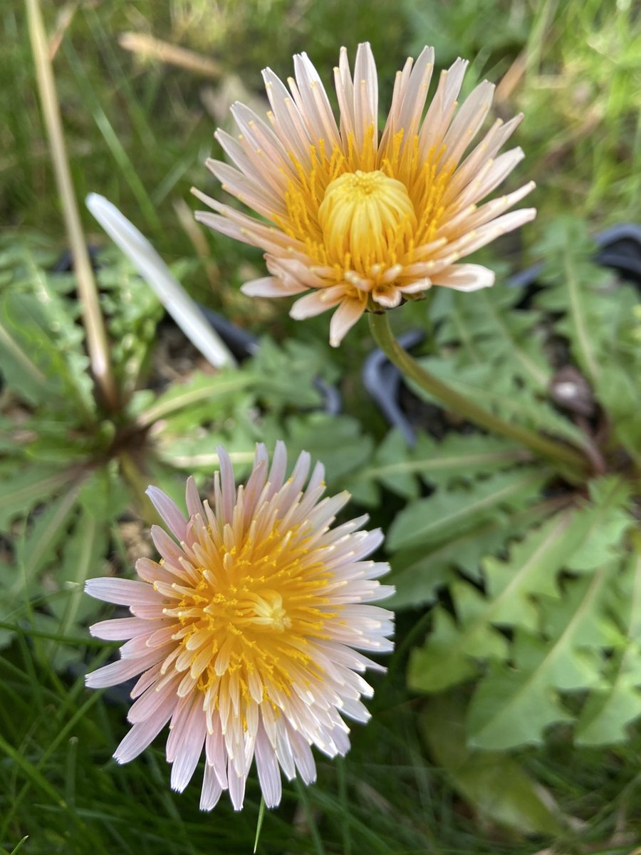 New purchase- Taraxacum pseudoroseanum- one for a pot and one to naturalise in turf. If I’ve got to have dandelions- well, let them be pink….