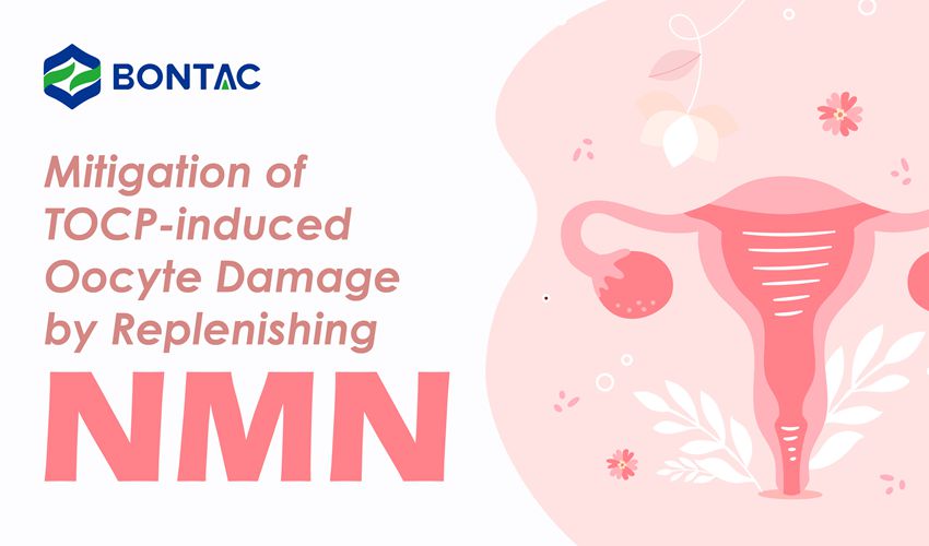 BontacB's tweet image. NMN may serve as a therapeutic intervention to attenuate the oocyte damage caused by TOCP, a classic aromatic organophosphate ester widely applied in aviation industry.

To explore more, please go to: 
bontac.com/article/mitiga…

#NMN #oocyte #TOCP #BONTAC