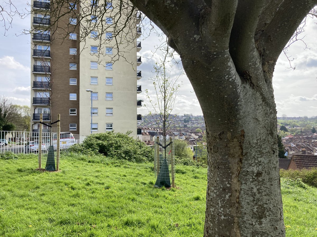 Great to see the new trees in Windmill Hill in the grounds of Holroyd House, and hoping to see them mature to conplement the existing ones. @silaseton1