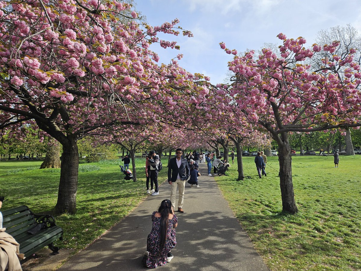 A few photos of the cherry blossom in @theroyalparks Greenwich Park .  Lots of people enjoying taking photos along the avenue of trees #cherryblossom #cherryblossoms #Springwatch #greenwichpark