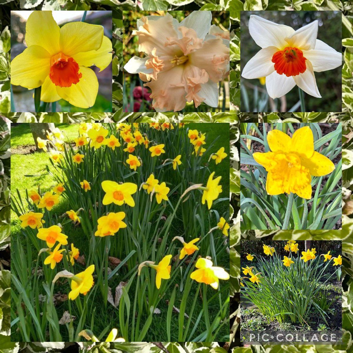 The daffodils are still looking lovely. Have a great day all. #SixonSaturday #GardeningTwitter #Daffodils