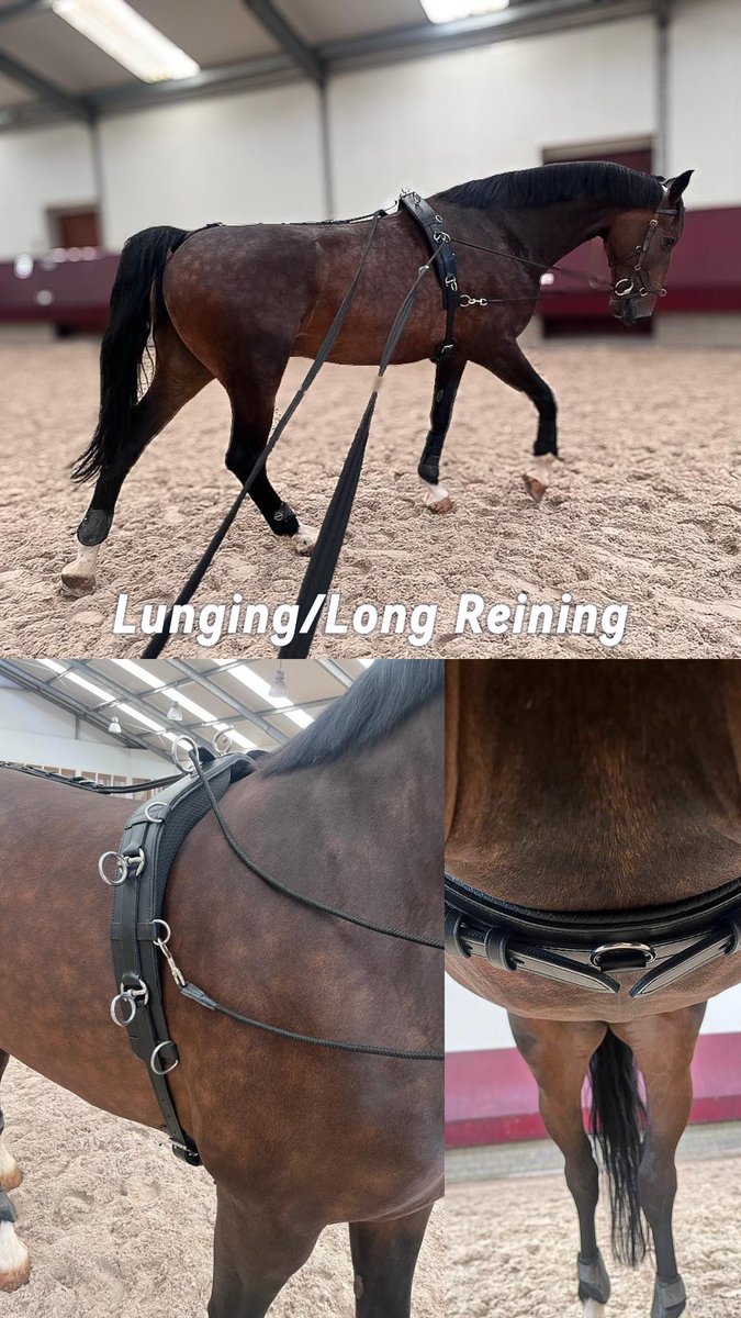 Harnessstuff's tweet image. Long reining is an excellent way to improve suppleness, obedience and to get used to new equipment 
#horses