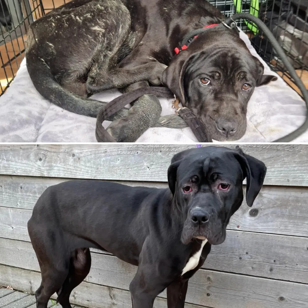 Please retweet, APPEAL FOR INFORMATION FROM SWALE COUNCIL #KENT #UK 'There have been many comments comparing Mush (top) to Annie (bottom) and the possibility of them being from the same litter as they're both unchipped female Cane Corso types that seem similar in age. Annie was…
