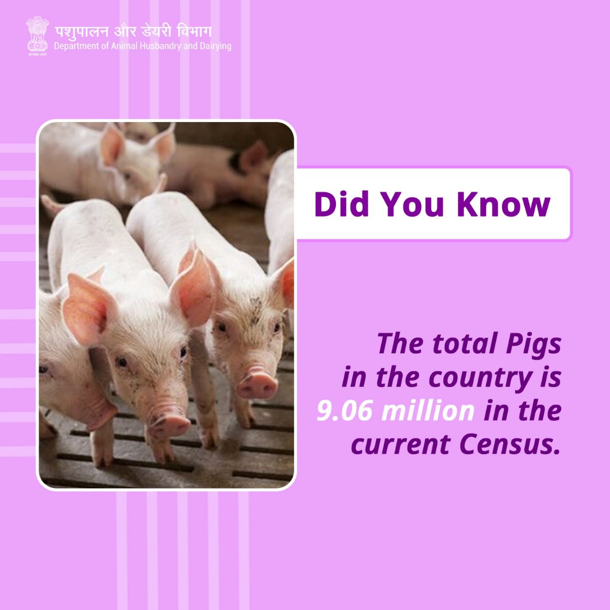 Did you know? The total pig population in the country stands at 9.06 million in the current Census. #PigPopulation #LivestockCensus