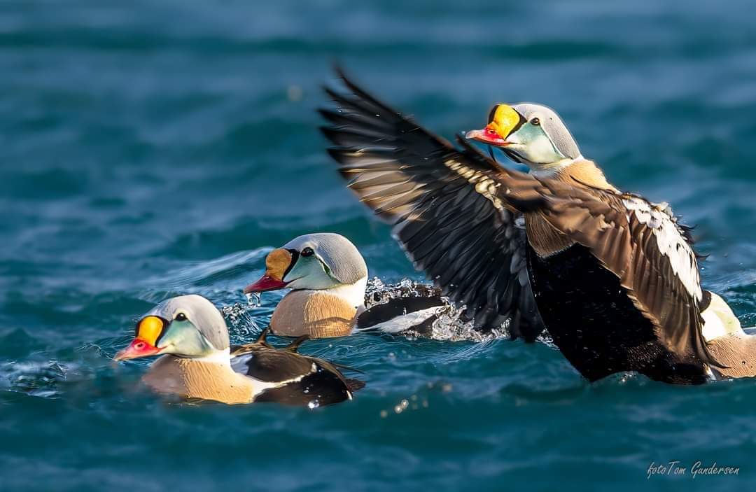 Eider ducks in Båtsfjord, Finnmark 🦆 Photo Tom Gundersen #birds #birding