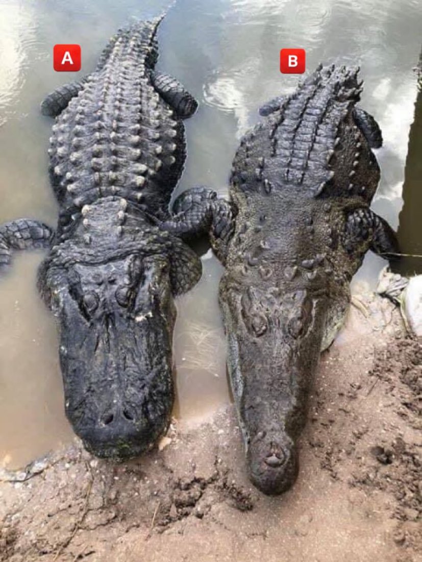 Please what’s the difference between this two? Which is a crocodile and which is an alligator?🤔🤔🤔