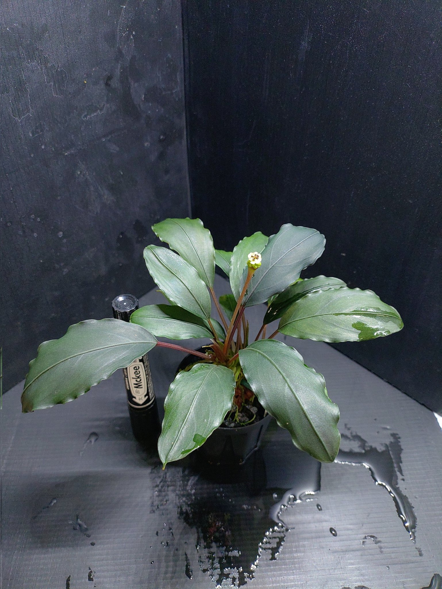 ブセファランドラ ウンティコン TB