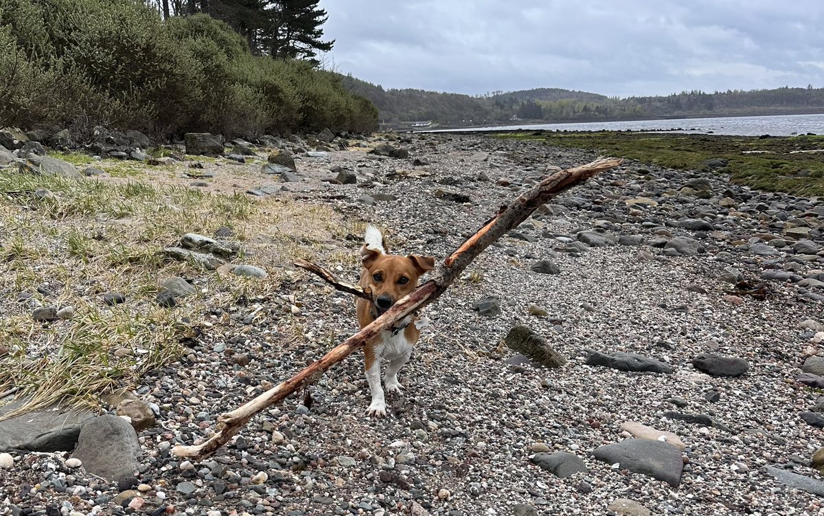 Inappropriate stick of the day.