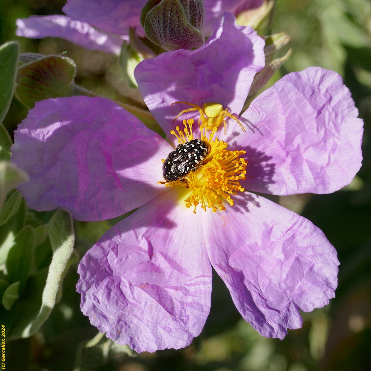 LorenzoGarciaCe's tweet photo. (1/2) Oxythyrea funesta, 'escarabajo del sudario' y Thomisus onustus, 'araña cangrejo' sobre Cistus albidus, 'jara blanca'.
Parque forestal de Valdebebas - Felipe VI, Madrid, España. Abril de 2024.
#garcellor #oxythyreafunesta #thomisusonustus #cistusalbidus #parquefelipevi https://t.co/Cbck8HTkTY