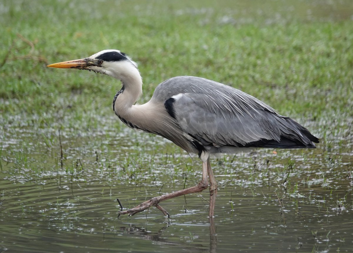 Bookshop-adjacent heron