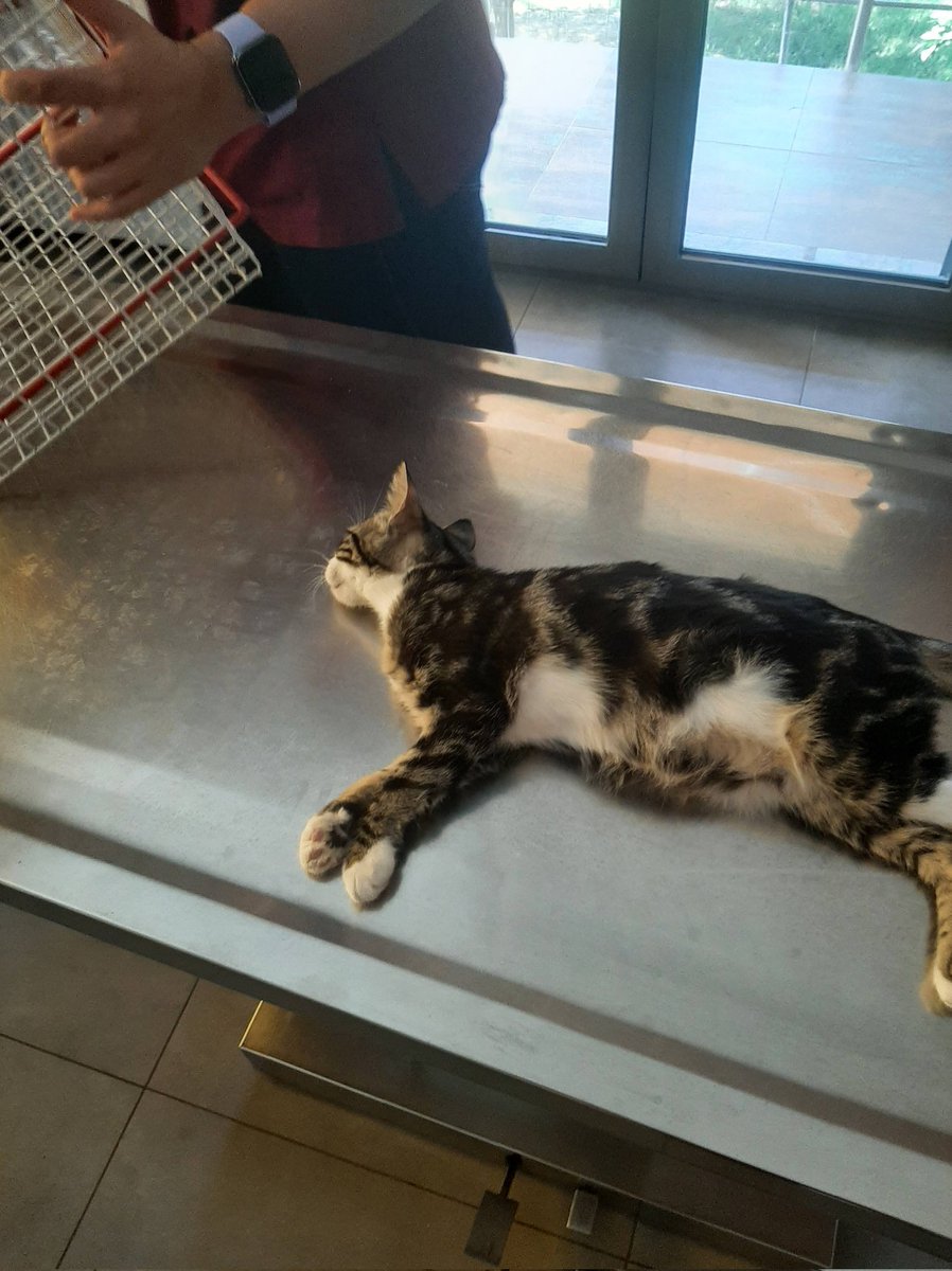 Zaubermaus57's tweet photo. Mein gestriger Notfall: dieser Katze wurde mit einem sehr scharfen Messer 🔪 ein Teil der Rückenhaut entfernt. Ich habe die Stelle absichtlich nicht im Bild. Sie ist in einer spezialklinik in Thessaloniki. Der Täter ist gefasst.  Ich bitte Euch dringend um Hilfe bei den klinikkosten, damit dieses ca 3jährige Mädchen glücklich werden kann. Wer helfen möchte Paypal Account zaubermaus57@gmail.com Rt wäre nett Dankeschön 🐈‍⬛💝