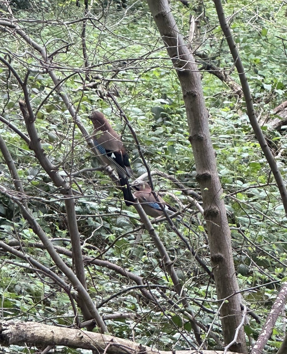 Two for jay! ⁦@barnes_common⁩ this morning