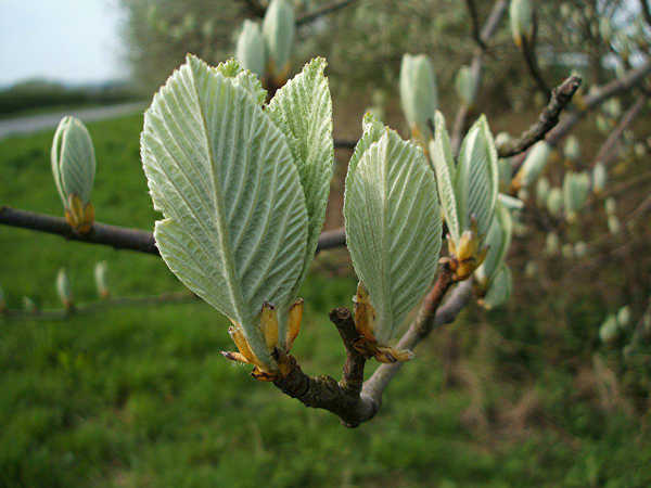 Out for a trundle this morning. Blackthorn blossom everywhere, poplar & whitebeam sprouting into leaf. It might be a very wet spring, but it is definitely spring. (Pictures are from a tree catalog as I'm rubbish at taking photos.)