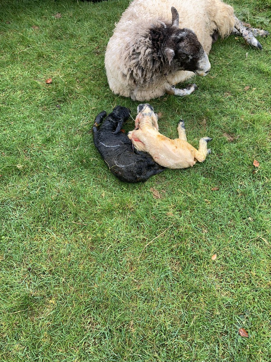 Abi Beynon-brown tweet media