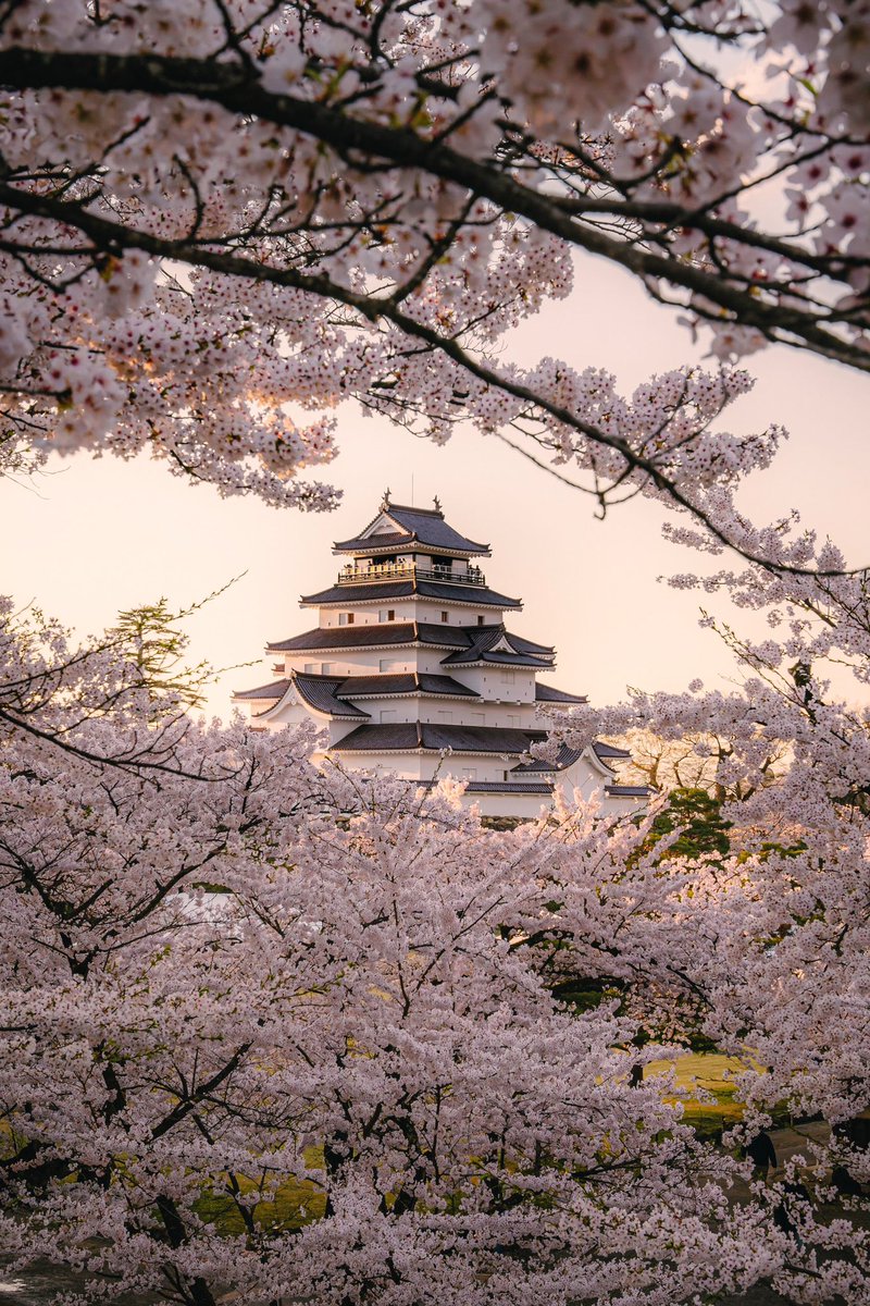 鶴ヶ城の桜が見頃を迎えているようです。 最高ですよ。