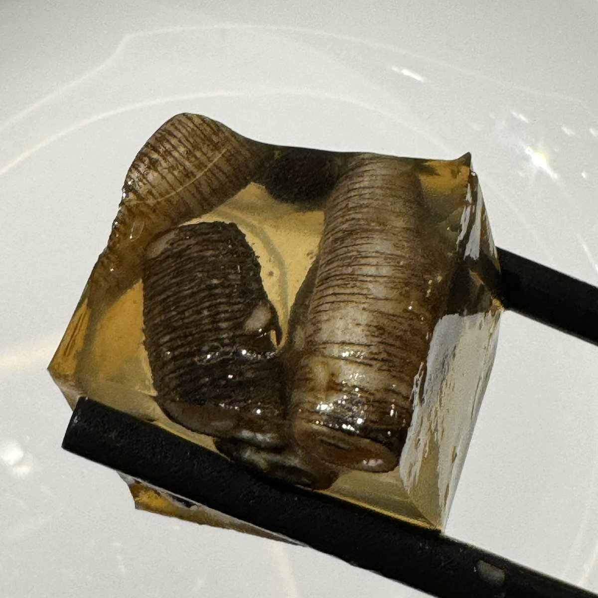 Reports that UK researchers are planning to farm shipworms as a sustainable source of protein. Meanwhile, this worm is already a delicacy in Fujian: known in Chinese as ‘earth bamboo shoot’ (土笋),it’s eaten cold in jelly (土笋冻) as an appetiser. I think Phascolosoma esculenta.