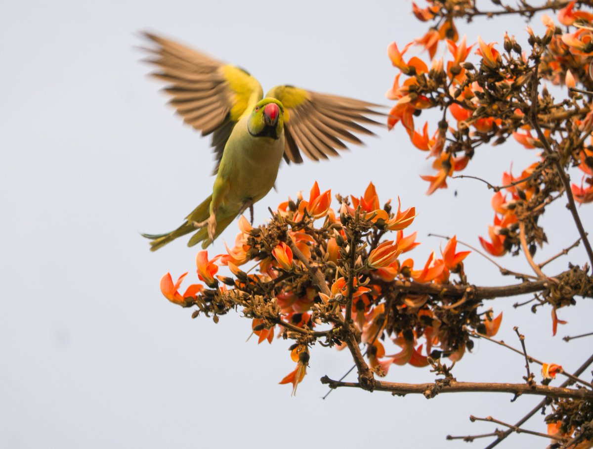 Rose-ringed parakeet #IndiAves #BBCWildlifePOTD #BirdsSeenIn2024 #birds #birding #TwitterNatureCommunity #birdphotography #photooftheday @NatGeoIndia @NatureIn_Focus @Advay_Advait