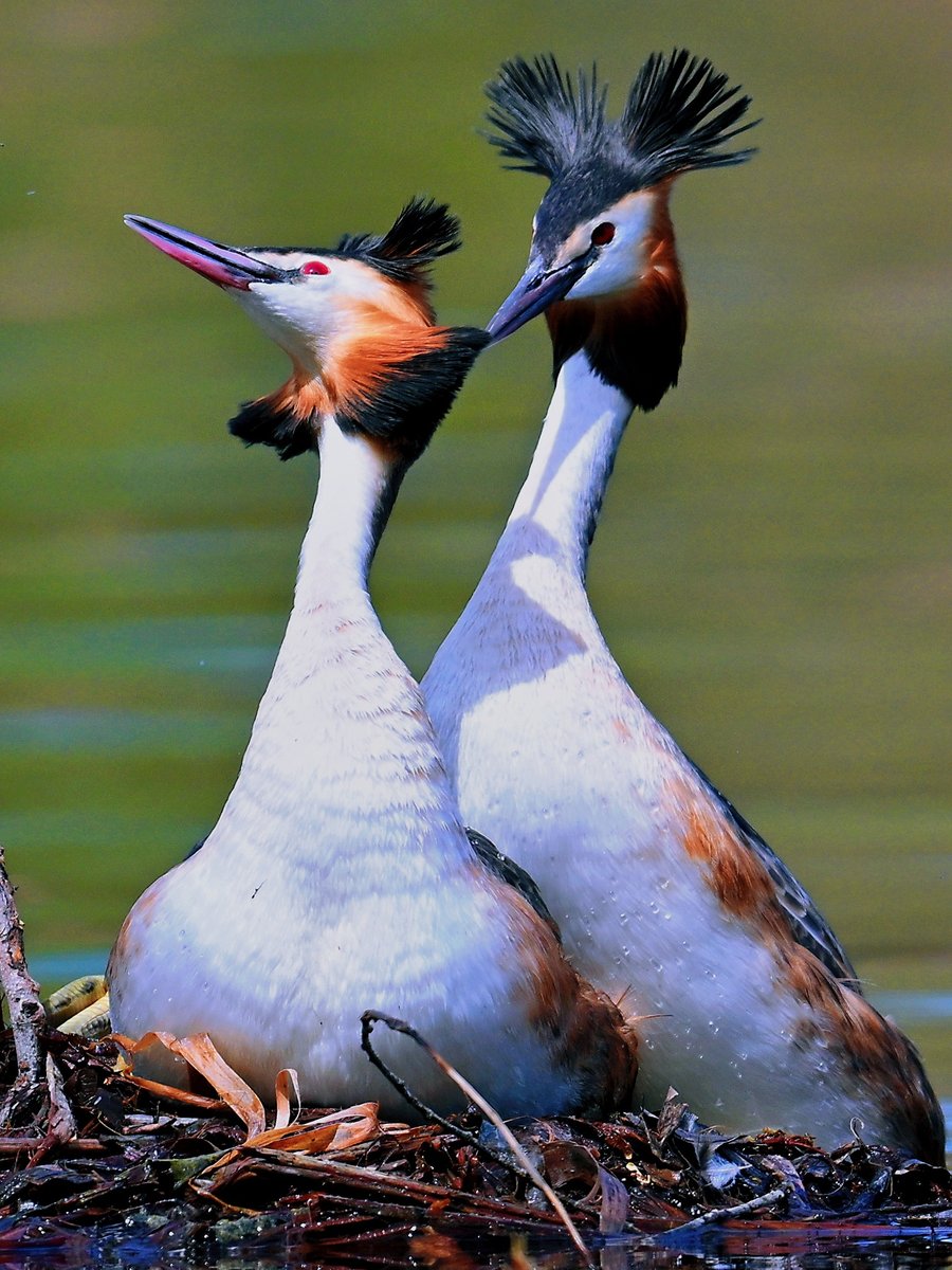 Great Crested Grebes (凤头䴙䴘,Podiceps cristatus) are having the time of their life. 😎 Male and female grebes are not externally distinguishable. ❤陈永增 #China #nature #Peace #wildlife #photography #birds #BirdsSeenIn2024