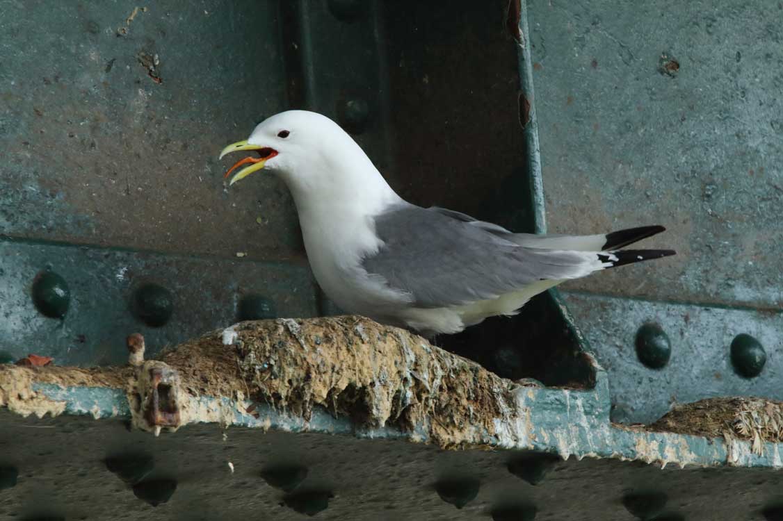 Friday, 12 April 2024. Was great to survey around the Tyne Bridge (Newcastle-Gateshead) where repairs are underway. Kittiwake presence increasing. Nice to speak about kittiwakes to a lady from Haltwhistle and a café attendant who served me tea and a toasted scone with jam!