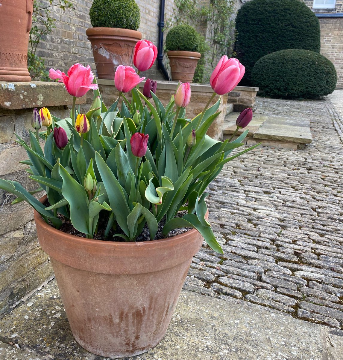 Tulips at ⁦@AlthorpHouse⁩ - inside and out.