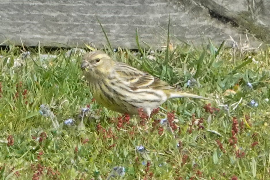 SERIN! Cheeky unexpected British tick this morning in Suffolk, thanks @southwoldbrdr @Jake_Gearty 😁