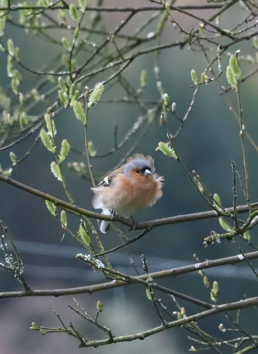 Bit of a #badhairday for #chaffinch .... #goodmorning #SaturdayThoughts ..... #connectingwithnature 
@8outof10bats @AbriachanForest @Natures_Voice @RSPBScotland @ChrisGPackham @findingnature