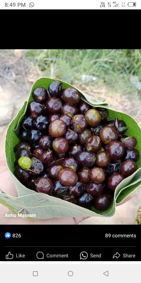 SagariaRti's tweet photo. ଜଙ୍ଗଳ ସ୍ଥିତ ଚାହାର ଗଛ ସଂଖ୍ୟା ଜଙ୍ଗଲ ଯେପରି ମାଣ ଦେଖା ଯାଉ ଥିଲା ତାହା ବିଲୋପ୍ତ ହେବାରେ ଲାଗିଛି ,ବର୍ତ୍ତମାନ ସେହିଁ ପରି ମାଣ ଆଉଗଛ ଦେଖା ଯାଉନାହିଁ ଚାହାର୍ ଗଛ ବରଂ କମି କମି ଯାଉଛି ତେଣୁ ଜଙ୍ଗଲ ବିଭାଗ ଏହି ଗଛ ସୁରକ୍ଷା କରିବା ପାଇଁ ଚାରା ପୋପଣ କରନ୍ତୁ ନଚେତ୍ ପିଳପ୍ତ ହେବାର ସମ୍ଭାବନା ଦେଖା ଯାଉଛି @DfoKhariar https://t.co/wbwESlSw76
