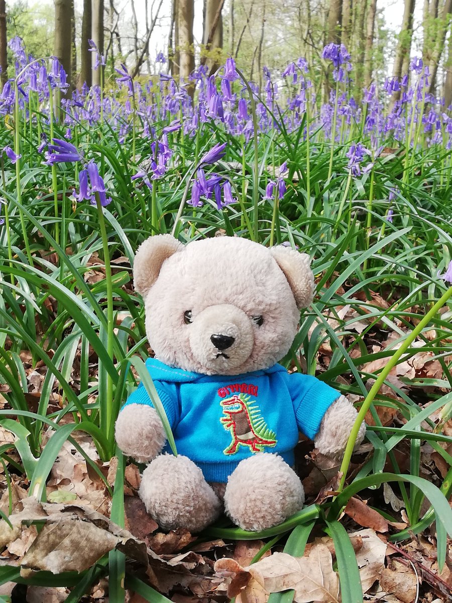 boeleke_op_reis's tweet image. Bluebells in the park of Castle Groenenberg. #walkingisfun