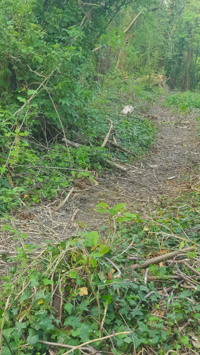 JeaneDARK3's tweet photo. Une petite ballade pour se ressourcer🙏🙂���🌳🍃
La foret de nos ancêtres 
Val Parisis 95. https://t.co/g2z3lbOwRZ