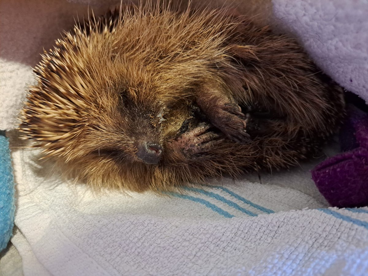 Tiggy was admitted on 3/4, 773g (now 802g). Checked by vets initially. Very quiet (shock) may have been attacked by a dog - no wounds found but snapped spines. No parasites detected either so hopefully she'll be on her way asap. #hedgehog #wildlife