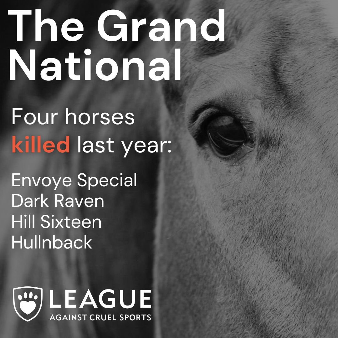 domdyer70's tweet photo. Look forward to speaking on @TalkTV at 12.40pm on the cruelty of the Grand National as two horses die even before the main race @LeagueACS @AnimalAid https://t.co/t2dJo9LpB0