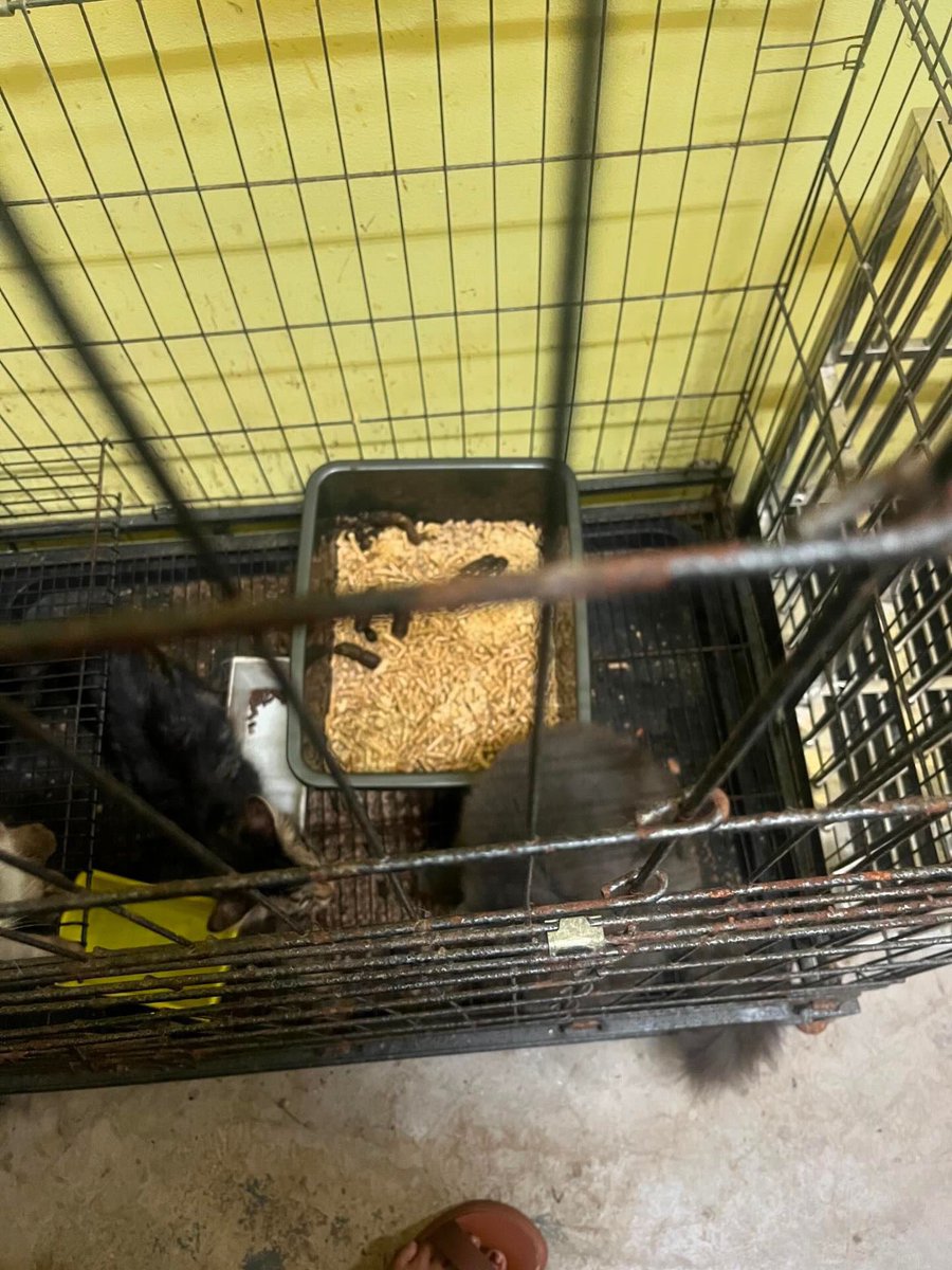 iA1iaaa's tweet photo. MINTA VIRALKAN ‼️

ML petcare kuantan. Tengoklah keadaan kucing macam mana &amp; semalam ada yang beli makanan dapat yang expired. Dah buat report dekat @DVSMalaysia harap sangat ada tindakan lanjut. https://t.co/wwqZV2rRxf
