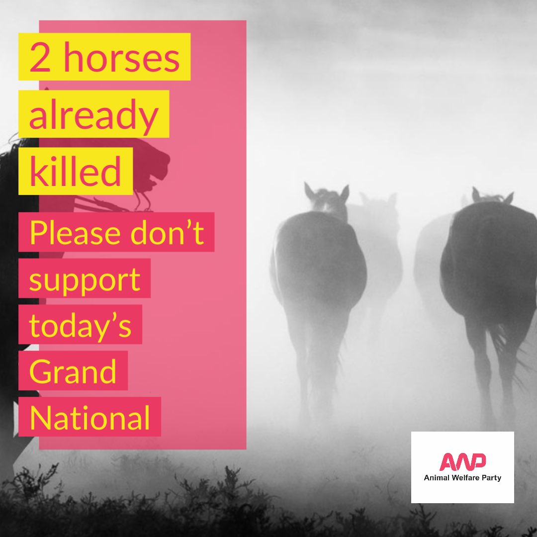 ◼️Giovinco (IRE) & Pikar (FR) were killed being raced at the #GrandNational2024 festival yesterday - predictable & preventable deaths. With the main steeplechase due this afternoon, we repeat the call not to support this overt animal abuse with bets or TV views. #YouBetTheyDie