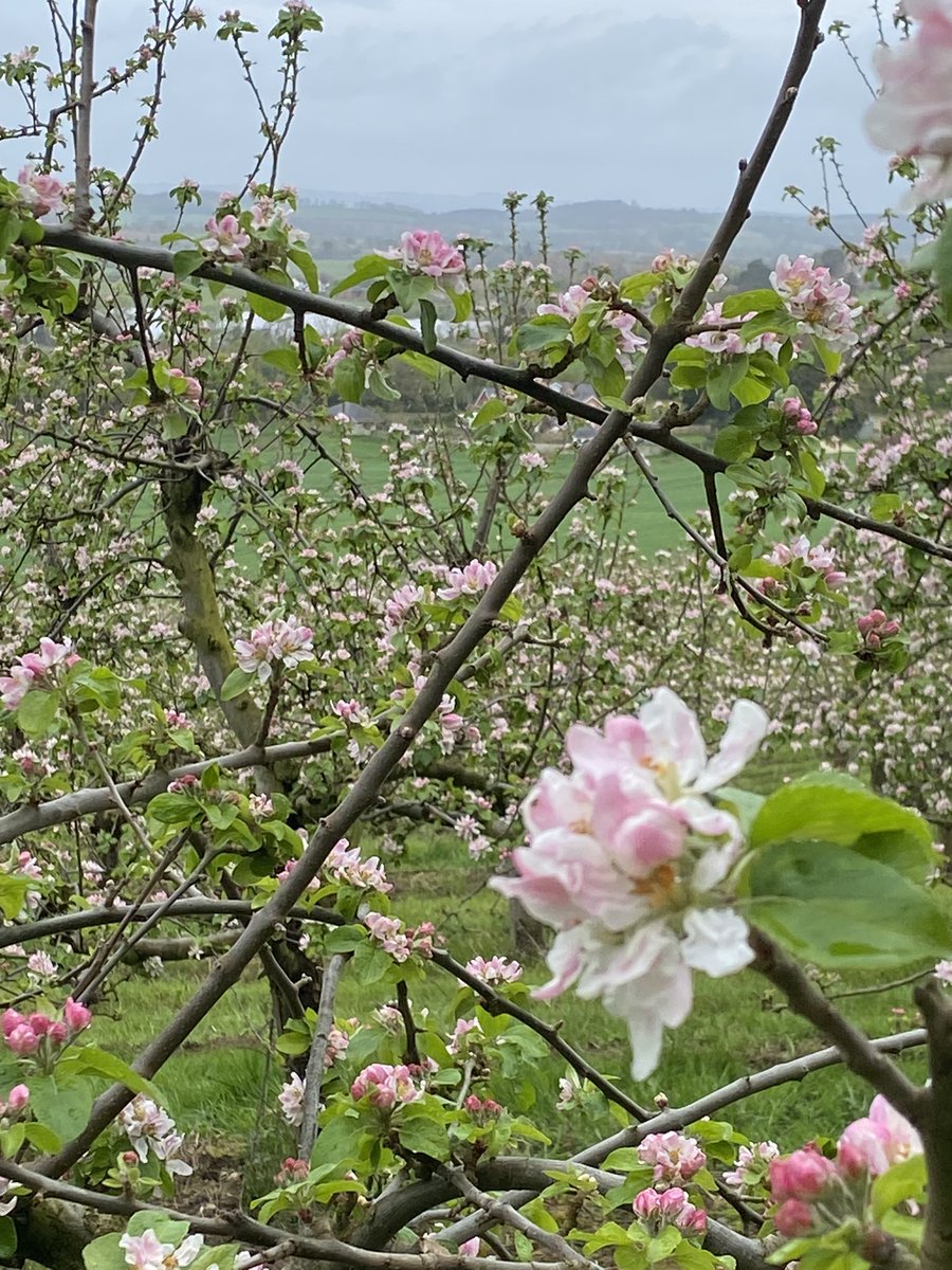 Blossom time 😀 #Herefordshire #orchards #appleblossom #Ledbury #ruralviews #visitherefordshire #blossomtime